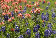 Bluebonnets And Paintbrushes Stock Images Bluebonnets And Paintbrushes Stock Images