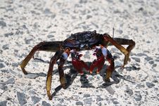 Crab Royalty Free Stock Photos