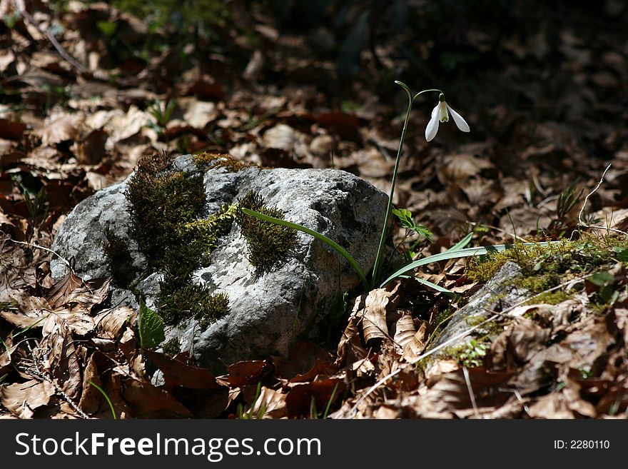 Snow Drop On A Rock