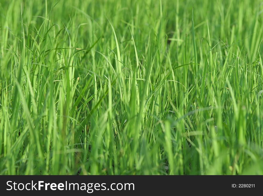 Juicy green grass