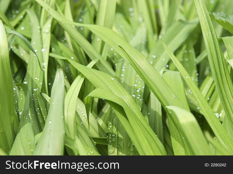 Juicy green grass with water drops