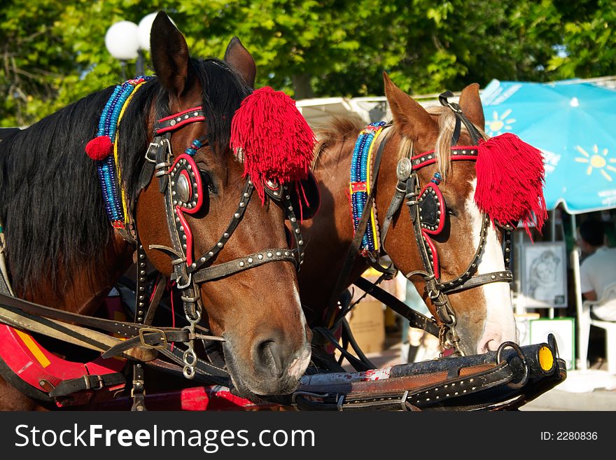 Decorated horses in resort in europe