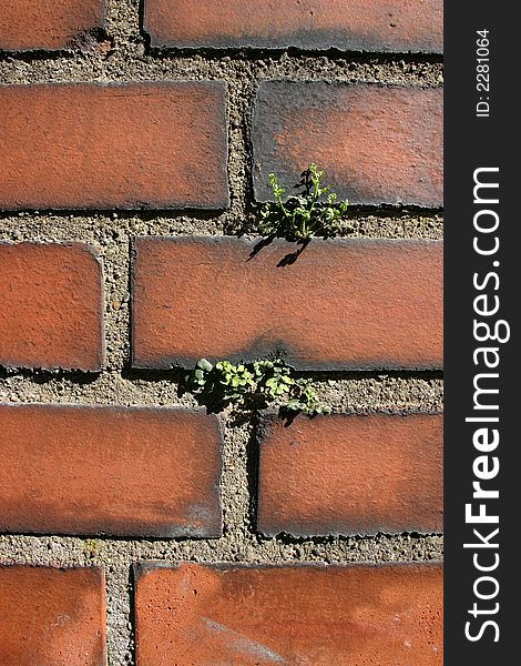 Detailed image of a brick wall with little plants growing out of the gaps. Detailed image of a brick wall with little plants growing out of the gaps