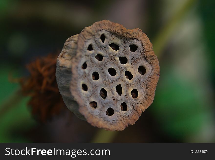 A Dry Lotus Root in a garden.
