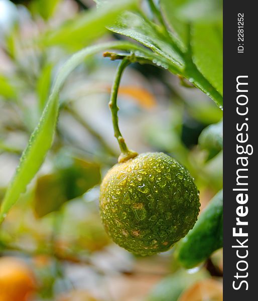 Wet mini citrus fruit macro with drops. Wet mini citrus fruit macro with drops