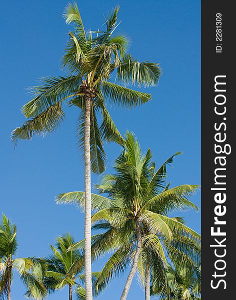 Coconut trees swaying in the wind against the blue tropical sky. Coconut trees swaying in the wind against the blue tropical sky