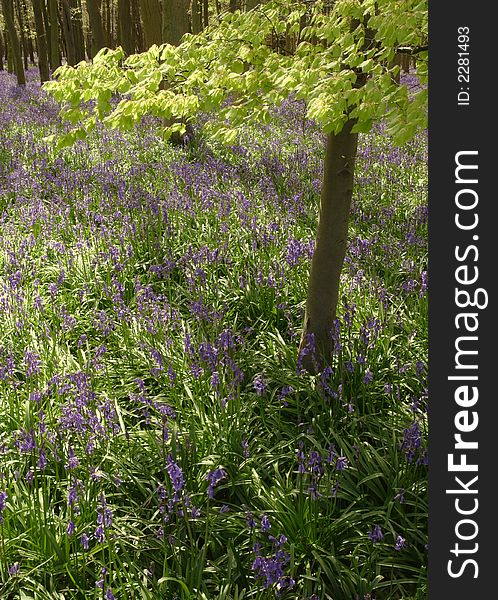 Bluebells carpet and young leaves