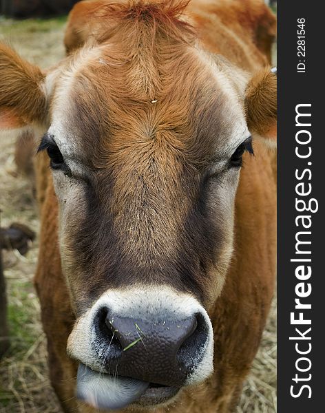 A close up of a cow's face at the farm. A close up of a cow's face at the farm