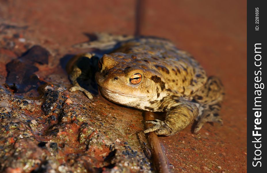 Toad sitting by the pond on spring