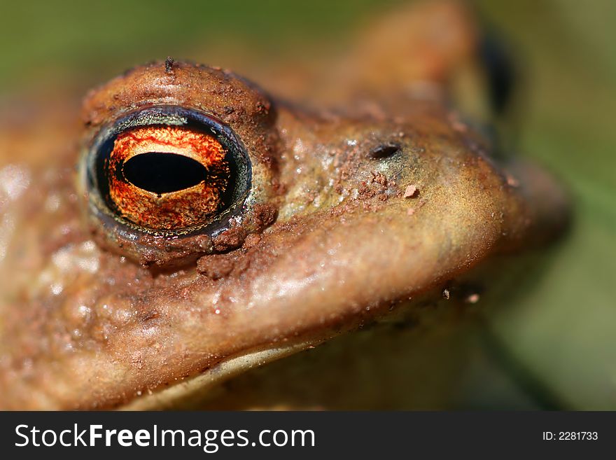 Head Of Toad