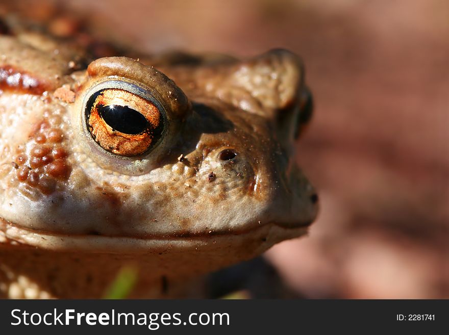 Portrait of frog near a pond