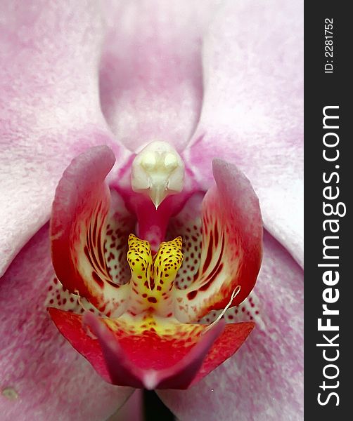 Eyes and a bosom of an orchid-macro