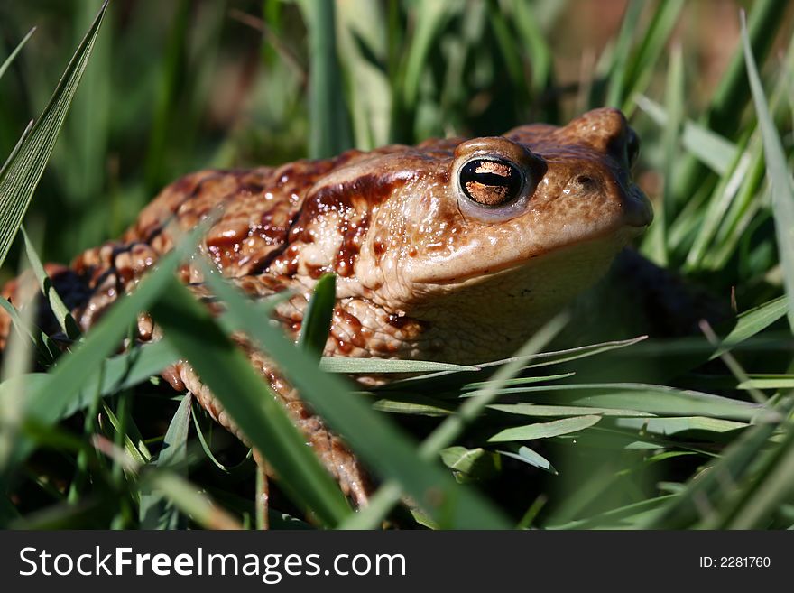 Frog in grass on spring