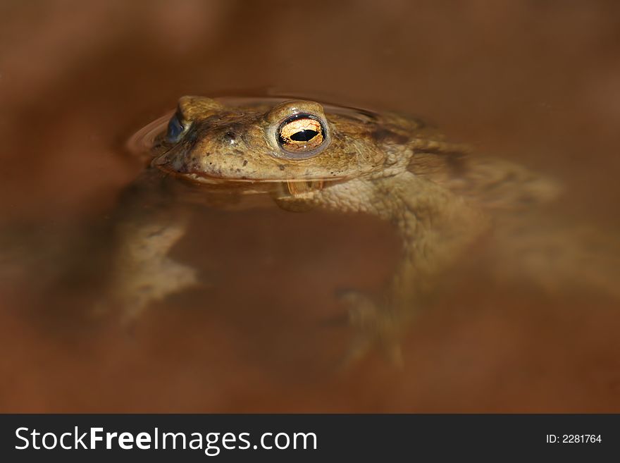 Swimming frog in water of pond