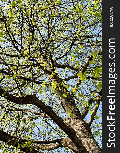 A tree in spring with a blue sky in the background