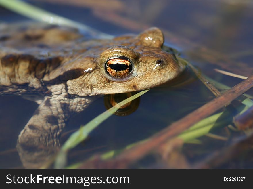 Swimming frog in water of pond. Swimming frog in water of pond
