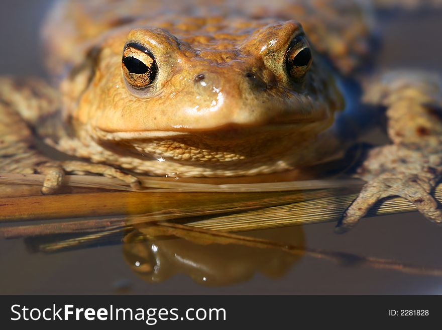 Frog looking at photographer from water. Frog looking at photographer from water