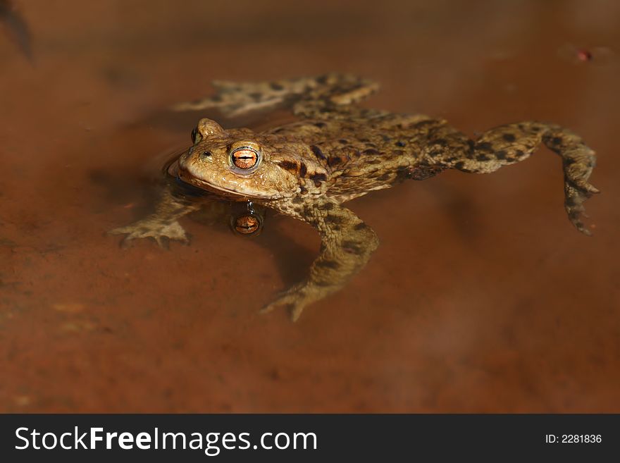 Frog swimming in water of pond. Frog swimming in water of pond