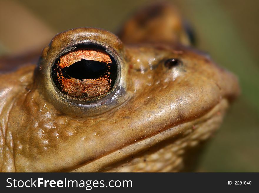 Detail of frog head by a pond