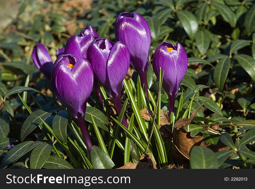 Violet crocuses in the garden - spring