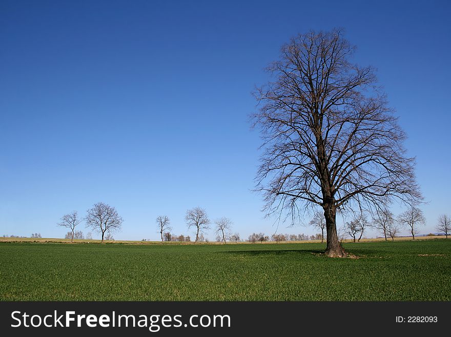 Tall tree standing on spring field alone