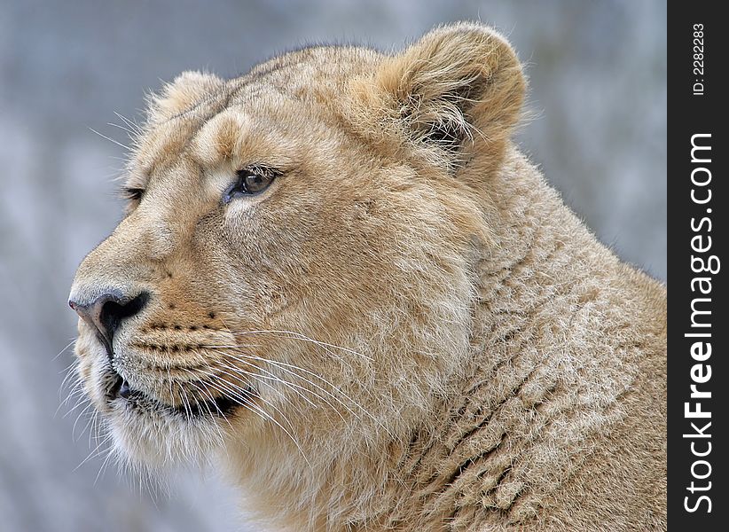 Close-up Portrait of Young Lioness. Close-up Portrait of Young Lioness