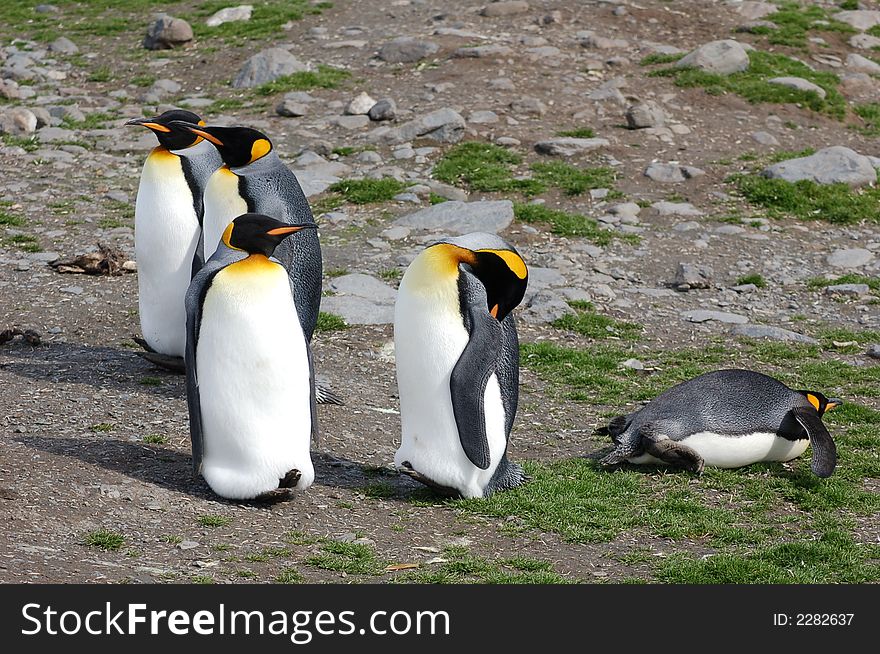 Five King Penguins - three standing - one standing and cleaning his feathers and one lying - photo taken in the Antartic. Five King Penguins - three standing - one standing and cleaning his feathers and one lying - photo taken in the Antartic