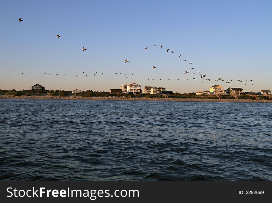 Birds fly in a line on the shore above the ocean. Birds fly in a line on the shore above the ocean