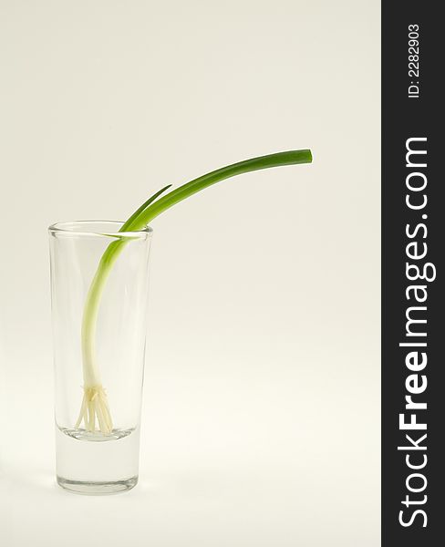 Green onion with roots in a glass. Green onion with roots in a glass