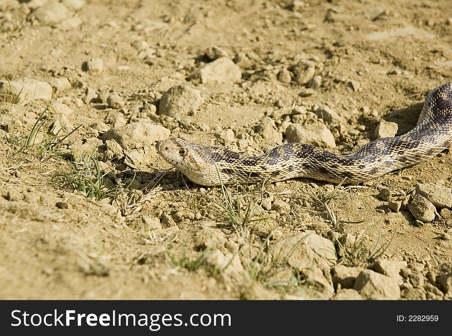 A pacific Gopher snake (Pituophis Catenifer catinefer) slithering across a dirt road
