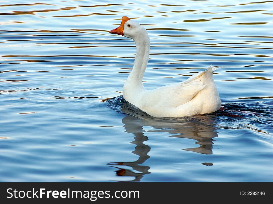 A white goose in the blue water lake