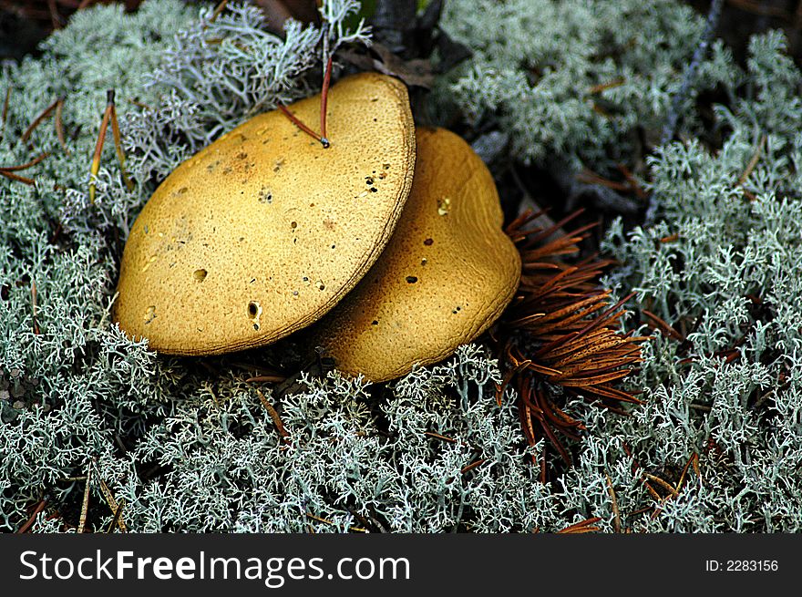 A mushroom growing on the tundra line in northern Quebec