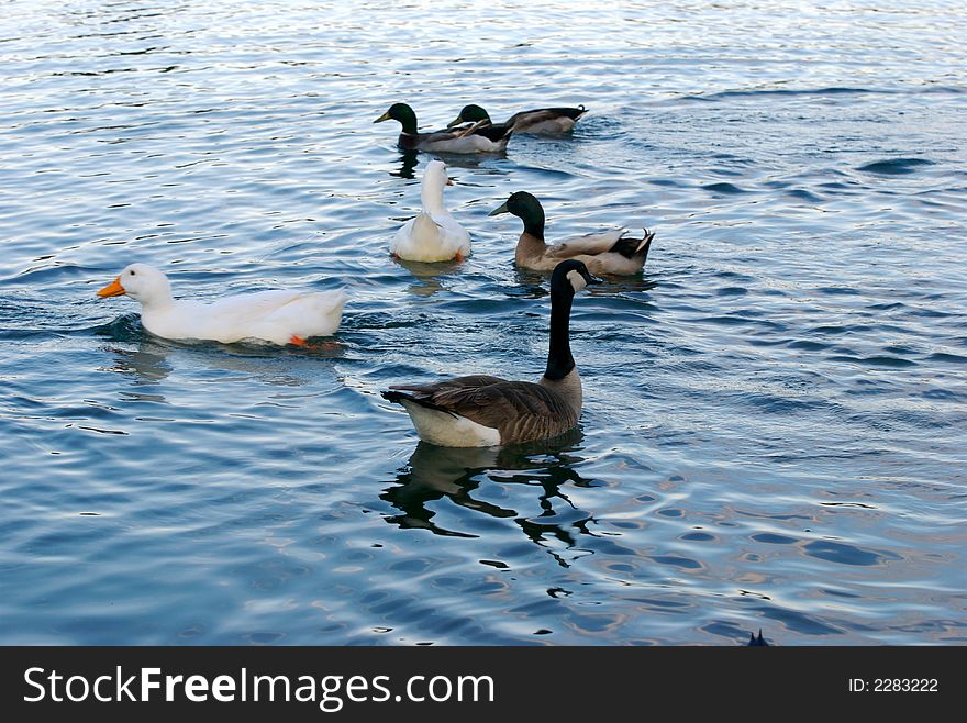 Several ducks in the blue water lake