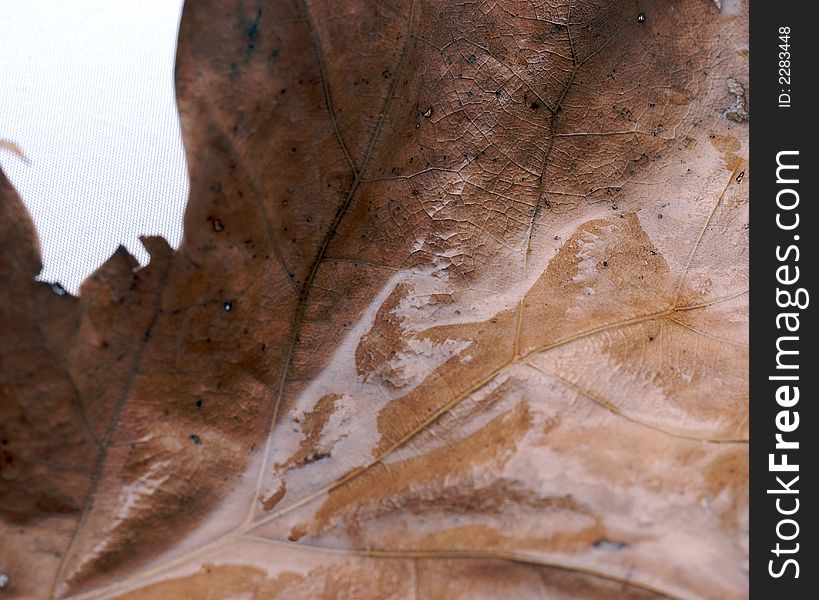 A macro close up of a brown leaf