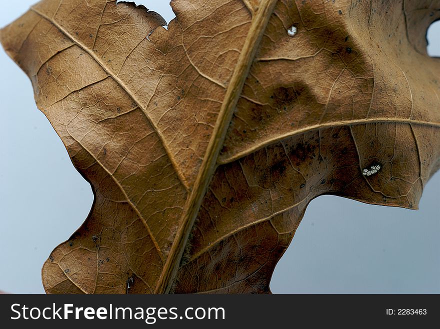 A macro close up of a brown leaf