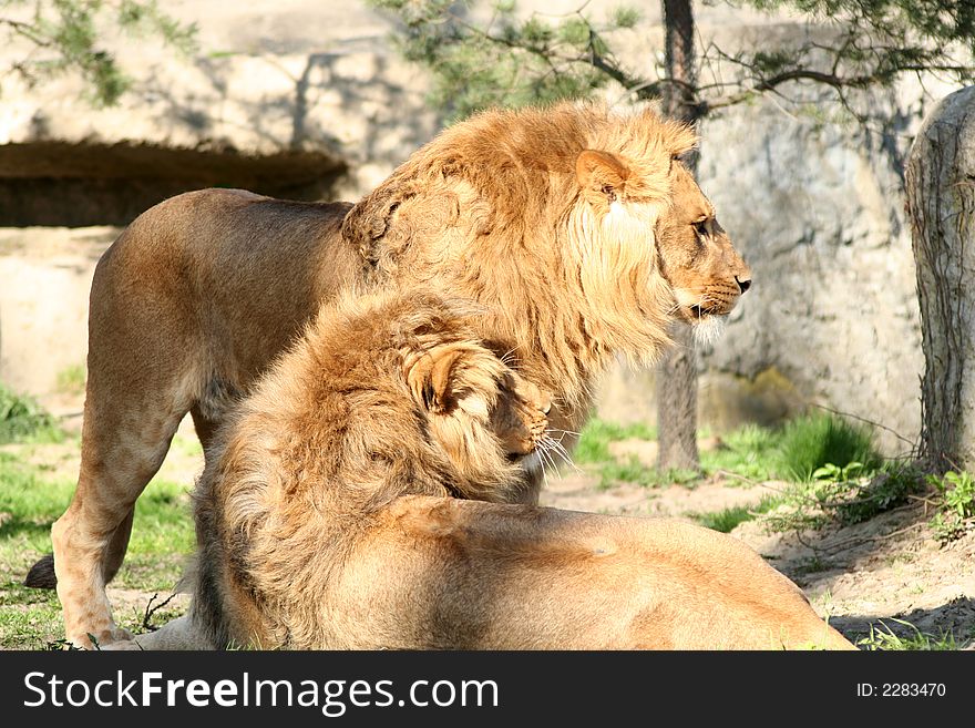 Lion and lioness in love