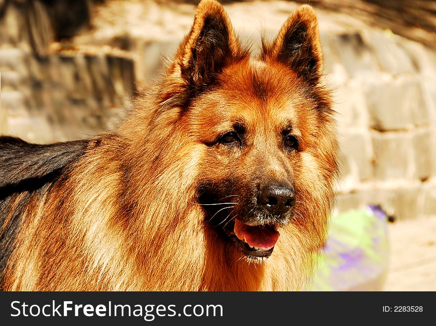 Large dog - german shephard crossed with a collie. Large dog - german shephard crossed with a collie