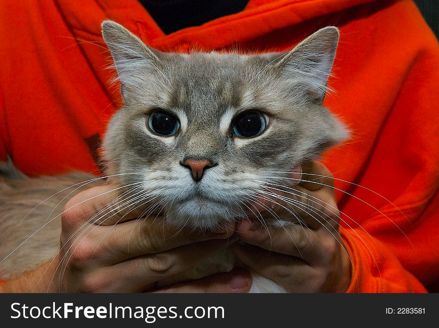 A close up of a cat hold by a person