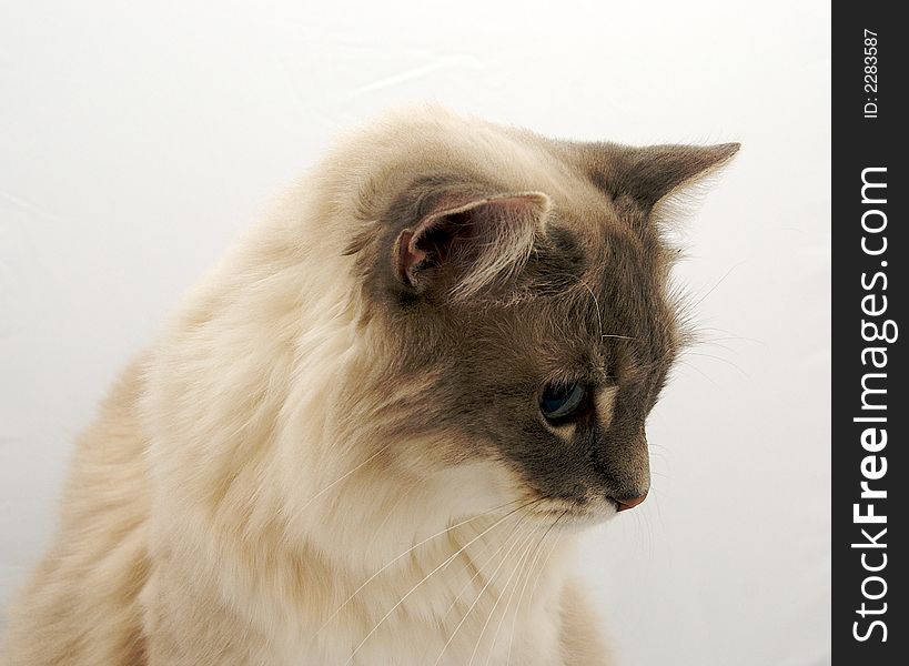 A close up of a cat on a white background