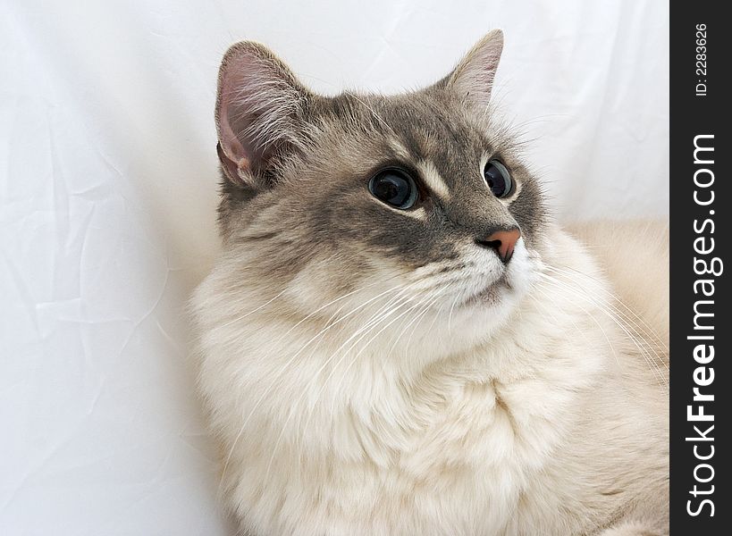A close up of a cat on a white background