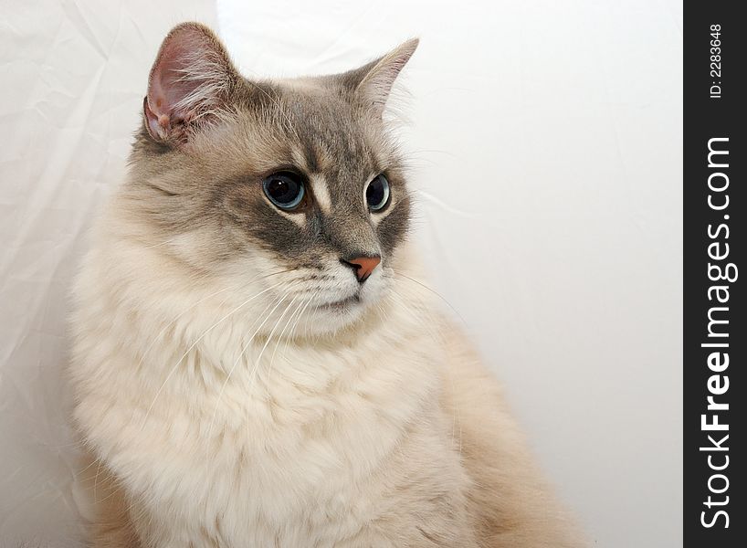 A close up of a cat on a white background