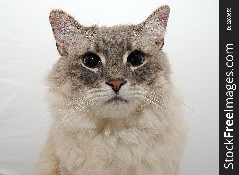 A close up of a cat on a white background