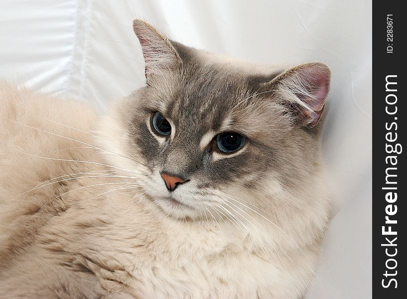 A close up of a cat on a white background