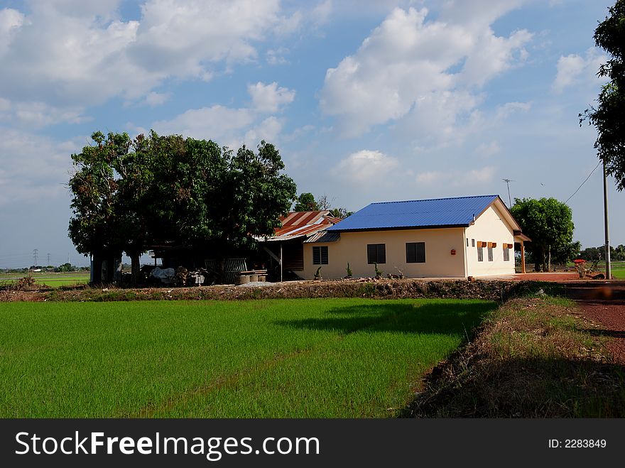 Trees, Farm House, Paddy Field