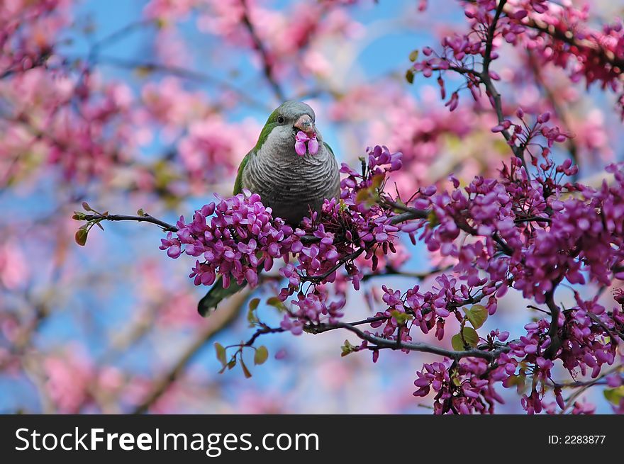 Green parrot eating pink flowers in a tree. Green parrot eating pink flowers in a tree