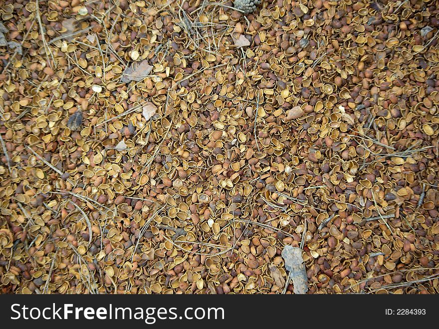 Empty shells of pine nuts and pine needles background texture. Empty shells of pine nuts and pine needles background texture