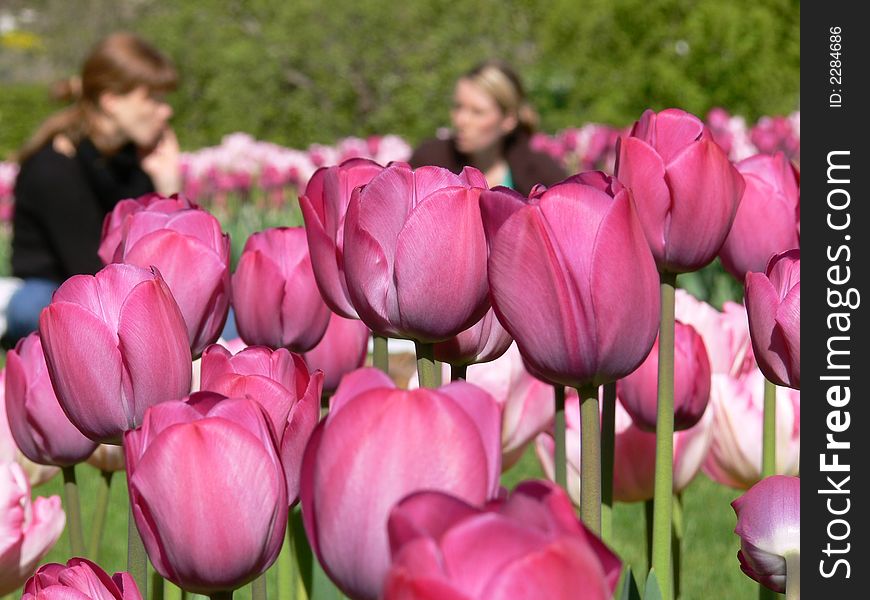 Two girls sharing a picnic among tulips