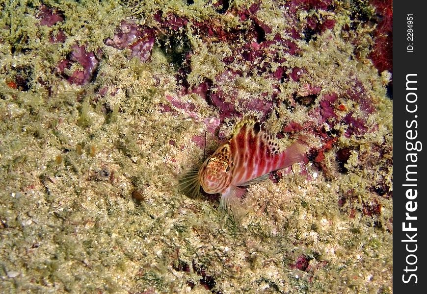 Single hawkfish playing around its coral reef home. One has to approach it slowly to get a close-up photo.