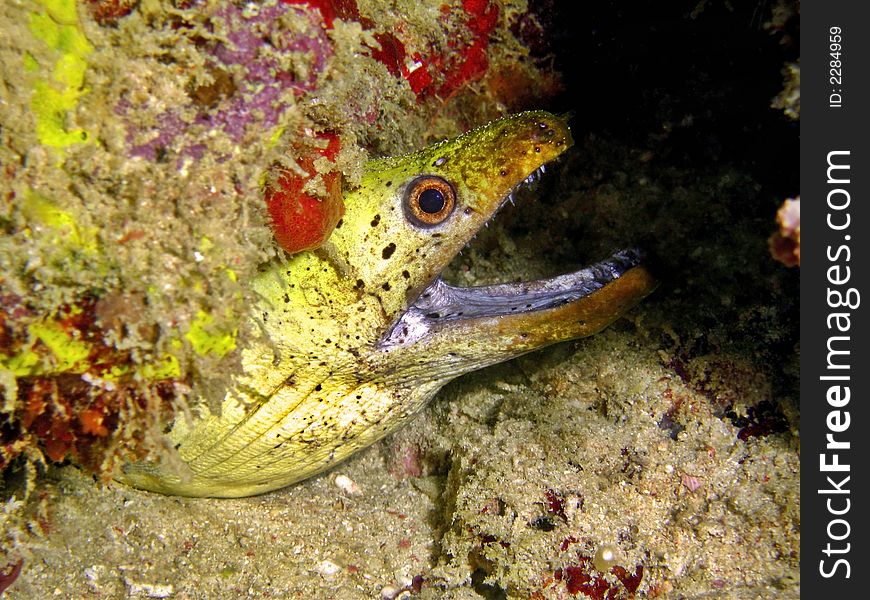 Moray eel with its body hidden under a deep crevice. Such sharp teeth!. Moray eel with its body hidden under a deep crevice. Such sharp teeth!