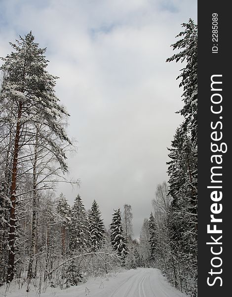 Trees under snow at winter time landscapes. Trees under snow at winter time landscapes